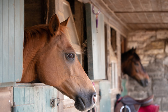 Shallow focus of a purebred Arab horse seen in his stable block. Showing his beautiful profile, another horse and some tack is seen in the background.