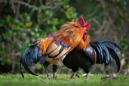Two colourful wild roosters fighting in the Western Springs park in Auckland