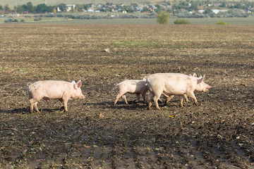 Pink pigs, Pigs on the farm, Piglets go eat	