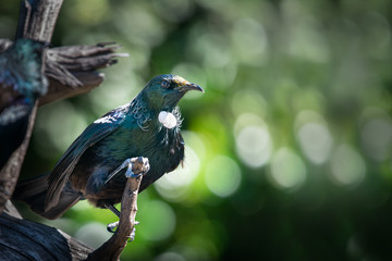 Tui bird sitting on tree stump on Tiritiri Matangi Island