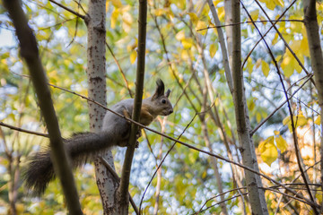 squirrel