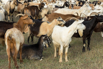 Sheep and goats graze on green grass in spring	