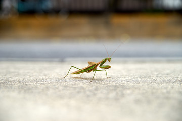 秋のカマキリ・アップ