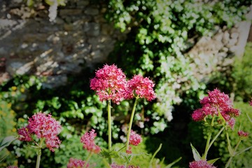 Pequeñas flores rosas en pequeño pueblo rural
