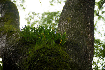 幹から草が生える