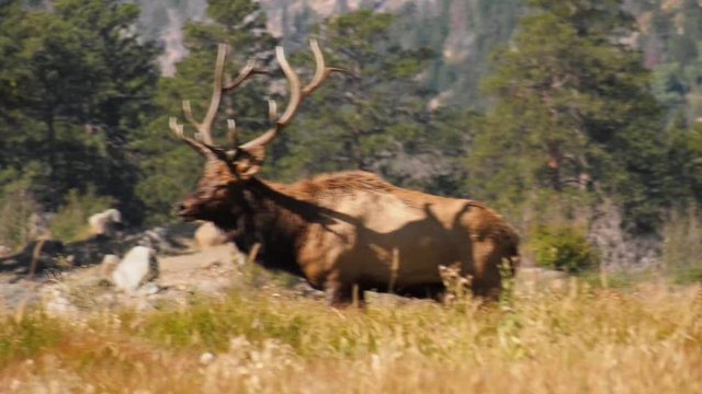 Large male bull elk walking in a meadow