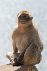 Monkey sitting with sea ship and mountain on background in Gibraltar