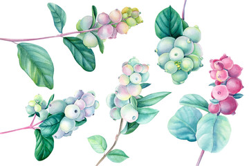 Watercolor snowberries on an isolated white background. Beautiful clipart for scrapbooking. Hand-drawn branch with berries and leaves.  Botanical illustration. © Hanna