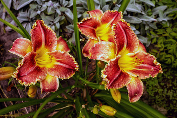 Red-yellow flowers of daylily.