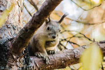 squirrel