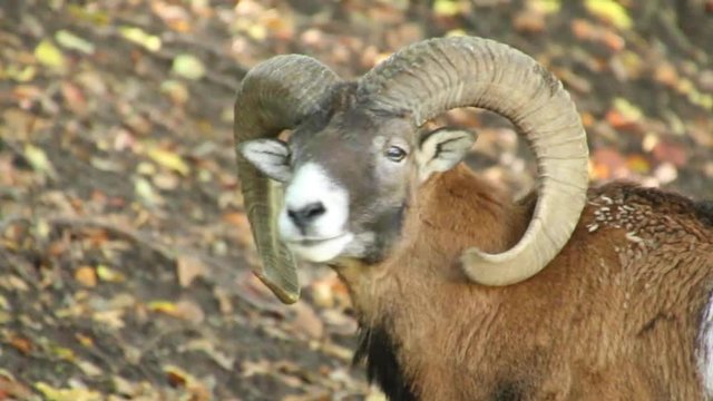 Mouflon, Ovis orientalis, portrait of mammal with big spiral horns walking uphill in the forest. Natural habitat.