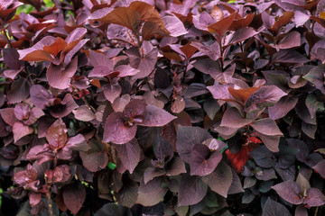 Acalyphe, Cancan, Acalypha wilkesiana