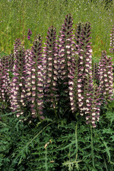 Obraz premium acanthe molle, Acanthus mollis