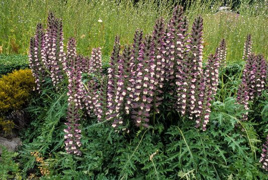 acanthe molle, Acanthus mollis