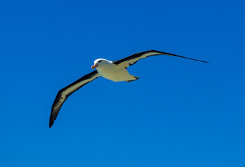 Albatros à sourcils noirs,.Thalassarche melanophris, Black browed Albatross, Iles Falkland, Iles Malouines
