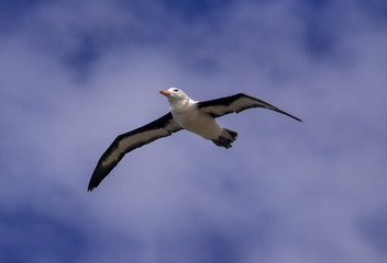 Obraz premium Albatros à sourcils noirs,.Thalassarche melanophris, Black browed Albatross, Iles Falkland, Iles Malouines