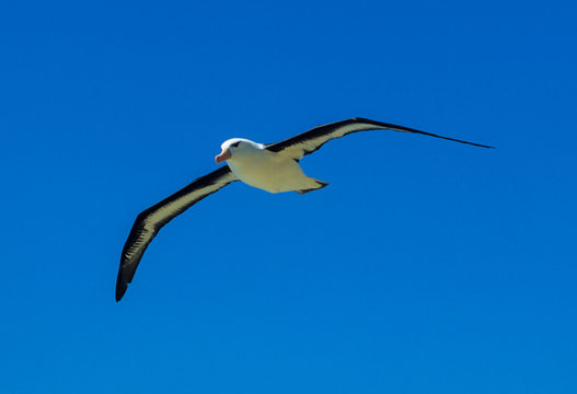 Albatros à sourcils noirs,.Thalassarche melanophris, Black browed Albatross, Iles Falkland, Iles Malouines © JAG IMAGES