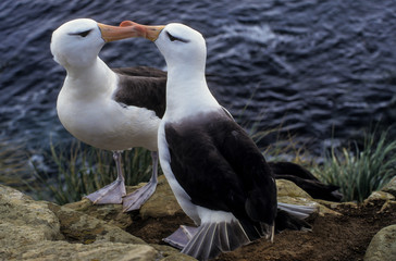 Albatros à sourcils noirs,.Thalassarche melanophris, Black browed Albatross, Iles Falkland, Iles Malouines