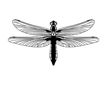 Black vector dragonfly icon isolated on white background,