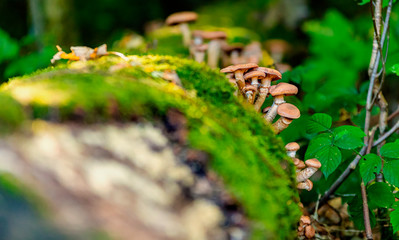 Pilze,Mushrooms