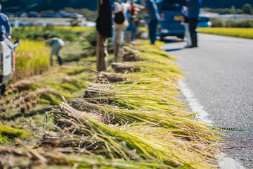 稲刈り作業中