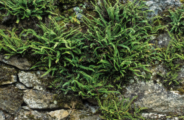Capillaire des murailles, Asplenium trichomanes