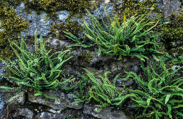 Capillaire des murailles, Asplenium trichomanes