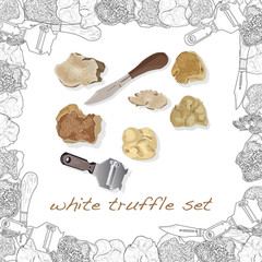 Truffle mushroom illustration on white. Vector image set © bestsellerua