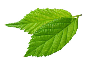 Fototapeta premium green leaf of blackberry isolated on white background. blackberry leaves. top view.