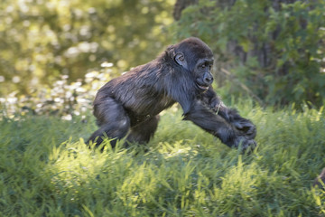 Naklejka premium Western chimpanzee, West African chimpanzee. Chimpanzee infant is playing. Animals in natur reserve