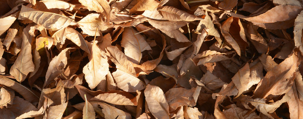 sear autumn leaves on tree