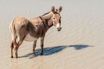 Donkey, South Africa, desert, standing in water