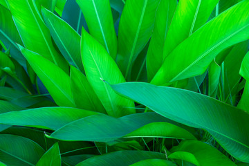 The dark green leaves are naturally bright.