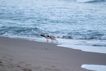 seagulls drinking on the shore of the beach