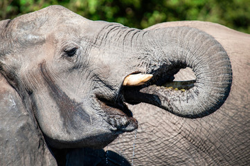 African Elephant, South Africa, adult, drinking, using trunk