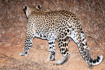 Leopard, South Africa, side view walking through grass