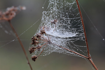 cobwebs with water droplets on a foggy autumn morning