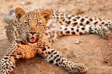Fototapeta na wymiar Leopard, South Africa, face up close, laughing, panting, comical