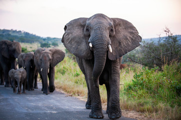 African Elephant, South Africa, mock charge, with family, on road