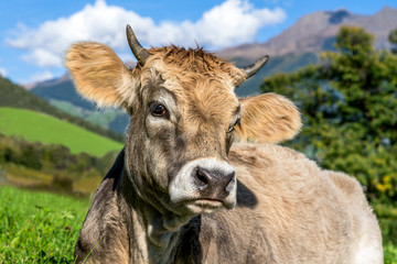 Kuh liegt im Gras auf der Alm, auf einer Wiese, vor den Bergen mit blauem Himmel und weißen Wolken