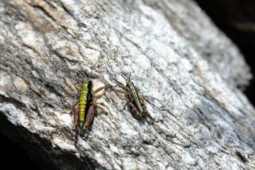 macro di due grilli su una roccia
