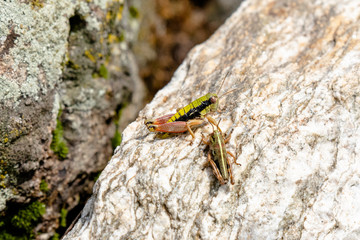 macro di due grilli su una roccia