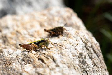 macro di due grilli su una roccia