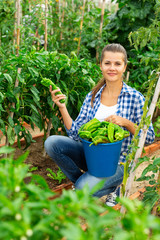 Woman gardener while harvesting of  peppers   in  garden