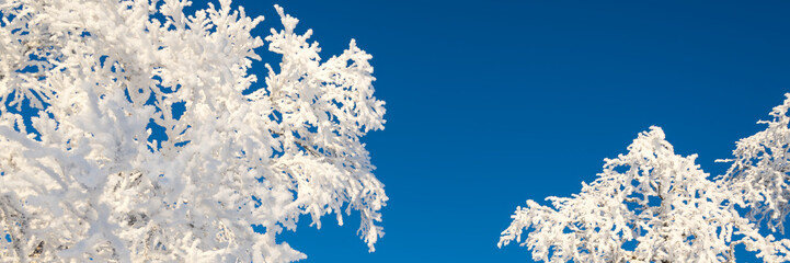 Snowy trees from below agoinst blue sky, winter panoramic background with copy-space