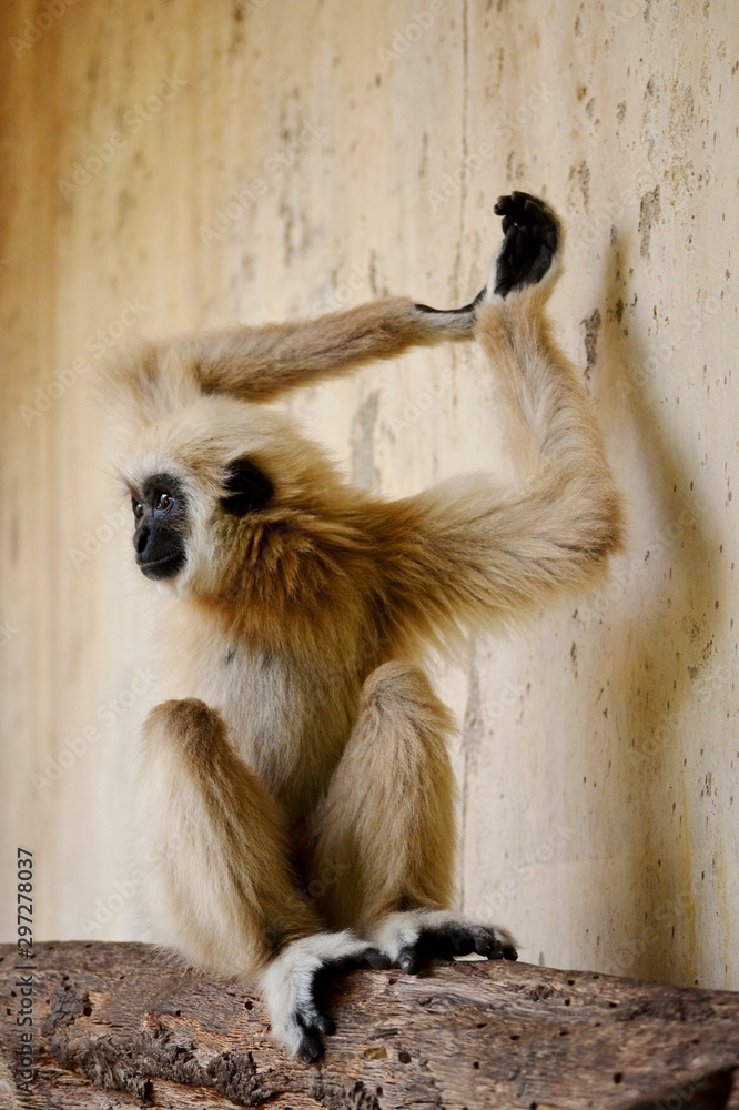 Wall mural a white monkey on a trunk