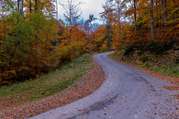 Fototapeta premium road in autumn forest