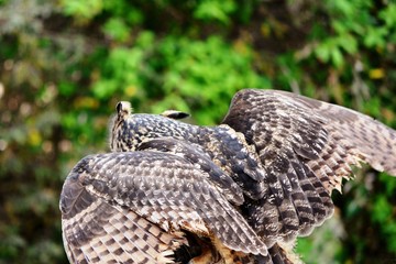 an owl with the spread wings