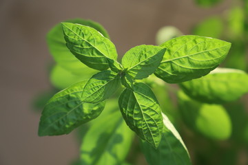 Fototapeta na wymiar Tulsi Plant Leaves Close up