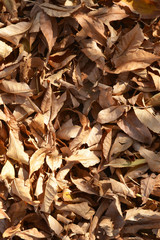 sear autumn leaves on tree